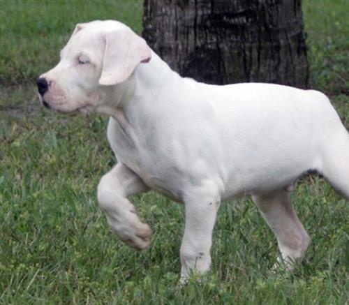 dogo argentino puppies for sale dogo argentino puppies for sale حراج الحيوانات dogo argentino puppies for sale dogo argentino puppies for sale حراج الحيوانات