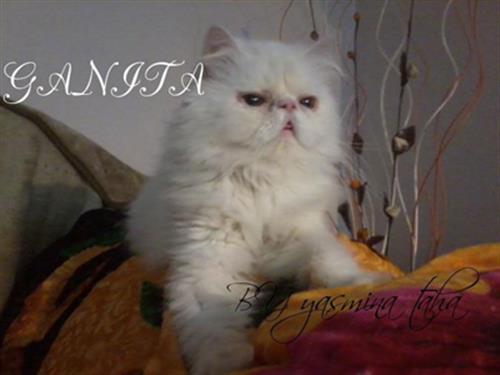 انثى بيكي فيس مواصفات عالية