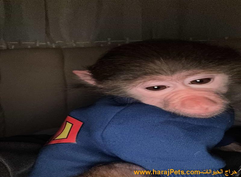 قرد انثى للبيع