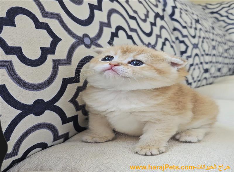 كيتن سكوتش تربل فولد ny12 بيور سلاله نقيه