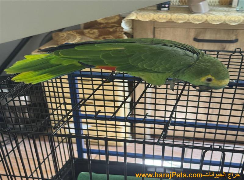 ببغاء أمازوني بلوفرونتد للبيع