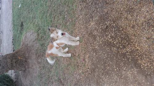 كلب فرنسي للبيع بالمدينه المنوره