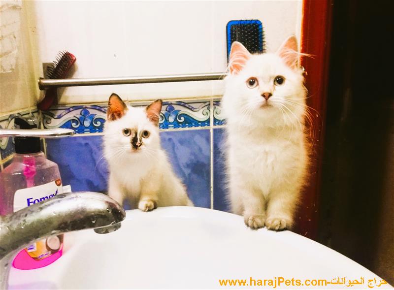 للتبني مجانا هملايا - ذكر و أنثي  معا - عمر 3 شهور