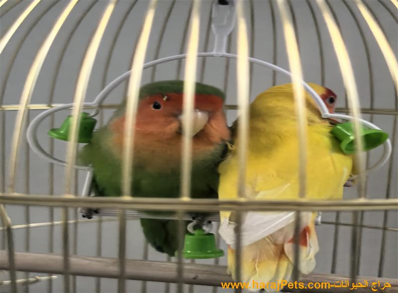 ٢ ببغاء (  love bird )  مع البوكس و كيس طعام أكثر ثلاثه كيلو
