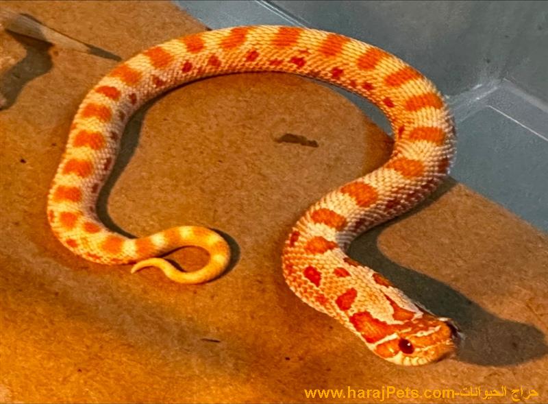 هوق نوز ألبينو