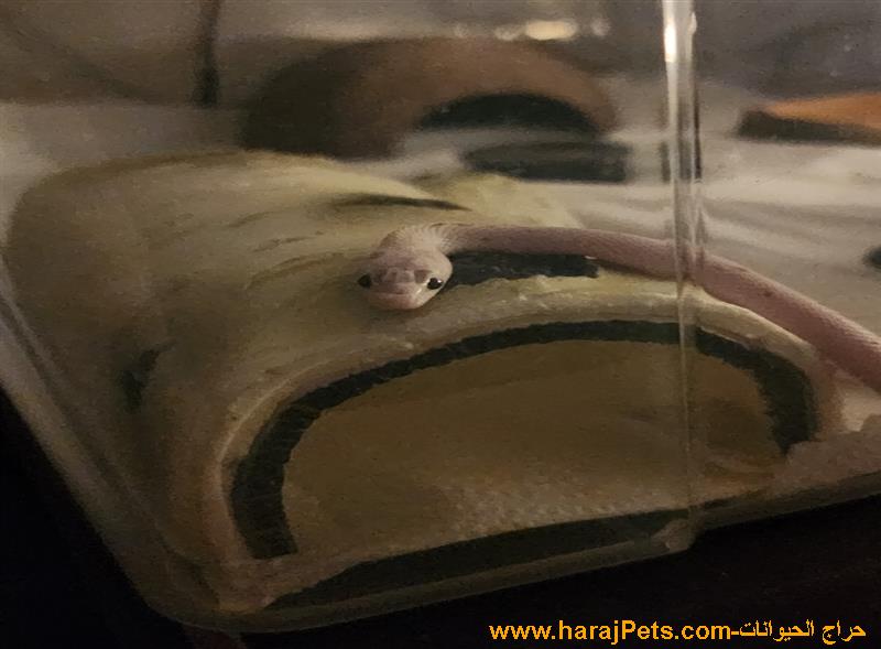 كورن سنيك بالميتو