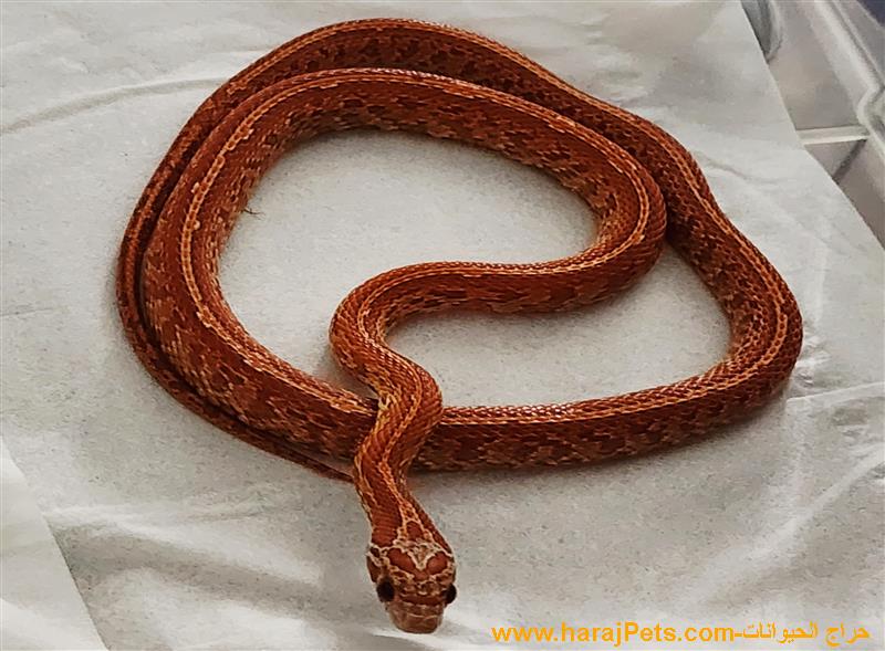 كورن سنيك ألتراميل تيسيرا