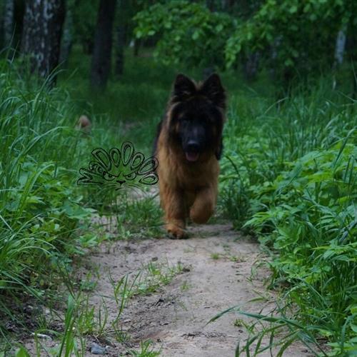 اقوى مستويات ال جيرمن شيبرد ما شاء الله