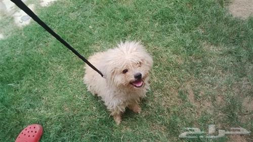 للبيع كلاب لولو فرنسي