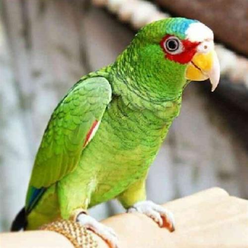 وايت فرونتد امازون للبيع *بسعر مغري*