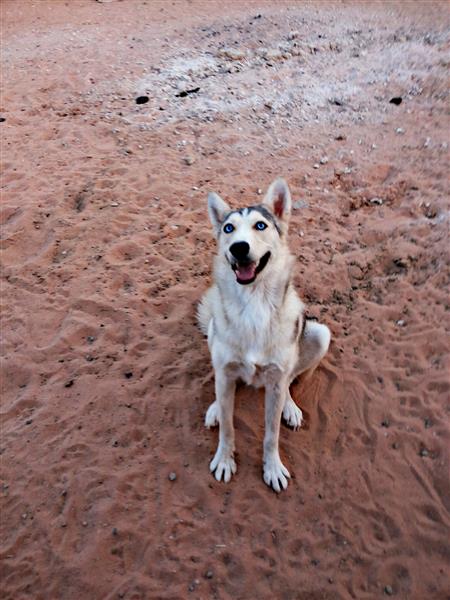 للبيع انثى هاسكي huskey + انثى بيتبول pitbull