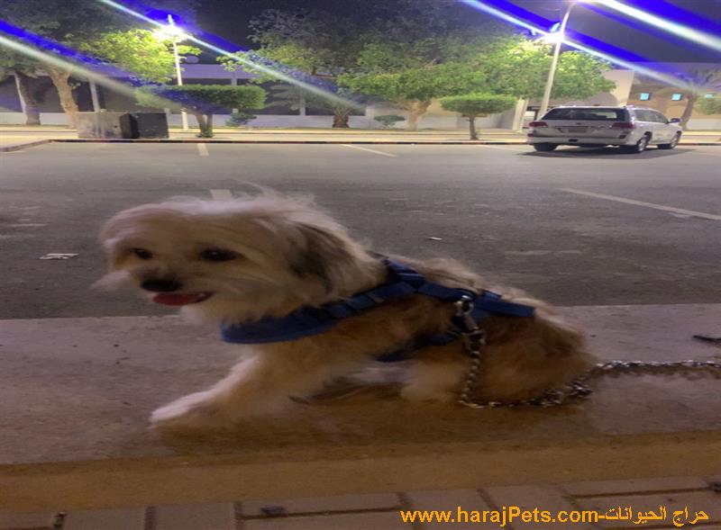 كلبة مالتيز عمر ٨ شهور