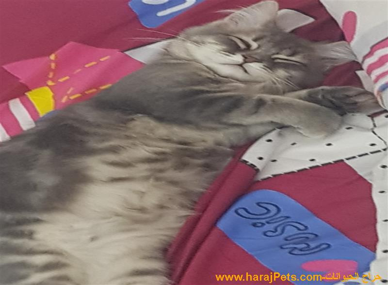 مكة الشرائع