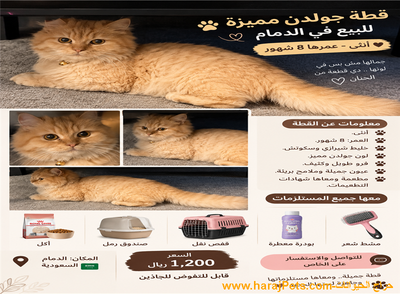 قطة شيرازي مهجن