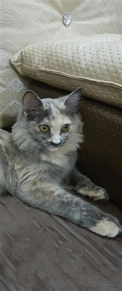 قطه جميله ولعوبه للبيع
