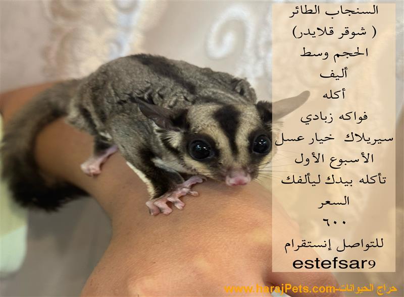 سنجاب طائر للبيع أليفه جداً
