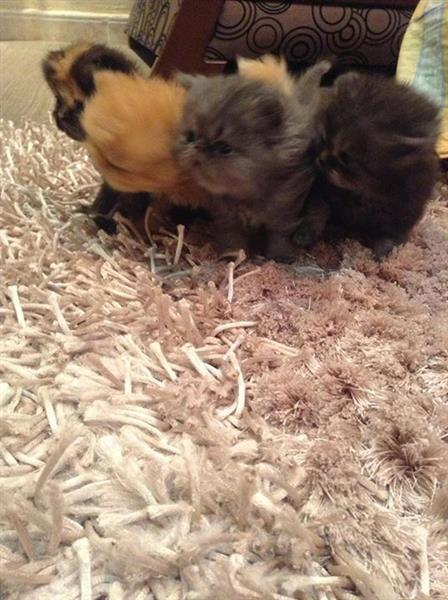 للبيع قطط هملايا بكي فيس