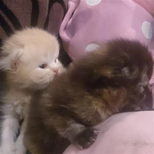 للبيع قطط كيتن بيرشي ذكر وأنثى