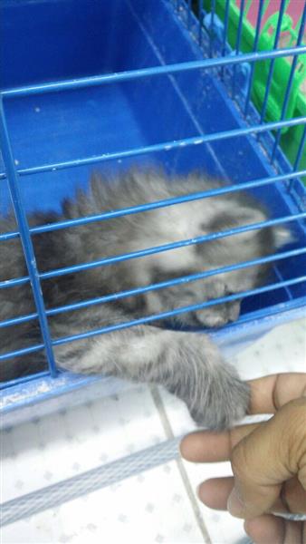 قط شيرازي بالمدينه