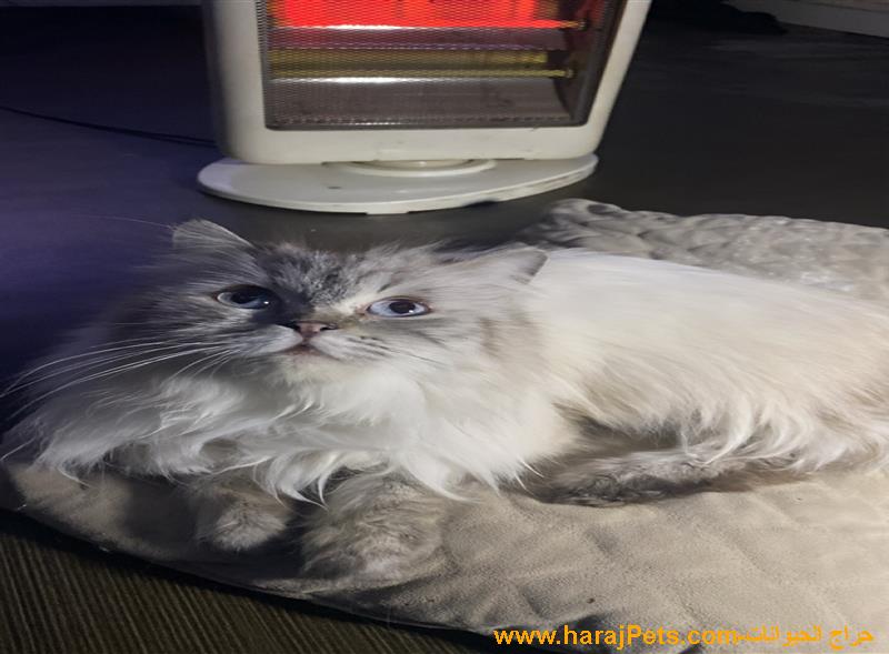 طويق-الرياض