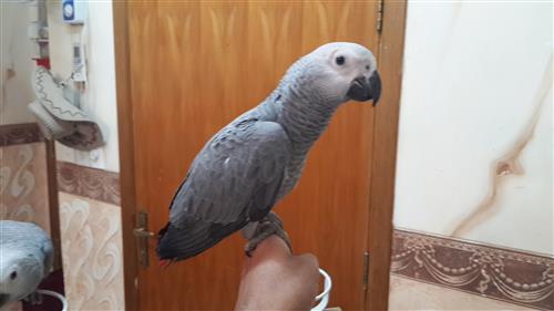 فرخين كاسيكو هولندي 2013 حجل ذهبي راس الطير