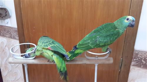 فرخين امازون بلوفرنتد حجل ذهبي راس الطير 2013 غايه للمربي