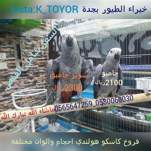 دفعة كاسكو هولندي عملاقه سوبر جامبو فقط ب2100 مع القفص