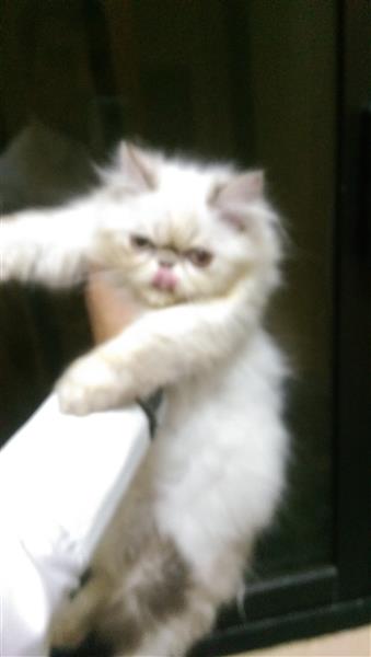 قط بيكي فيس ذكر السعر 2000 عاجل