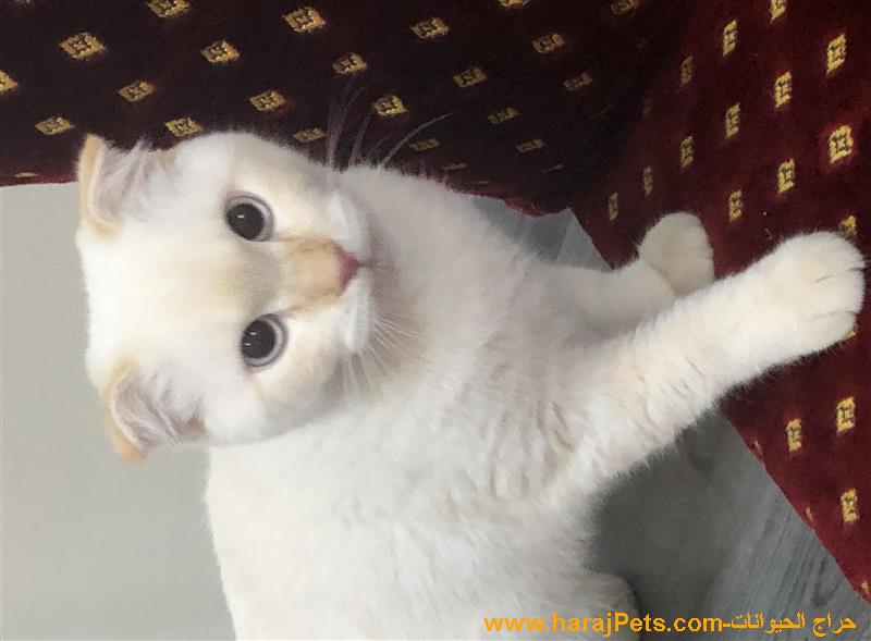 قط سكوتش ذكر عمر ٦ شهور قابل للتفاوض