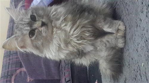 قطه شيرازيه للبيع بالرياض