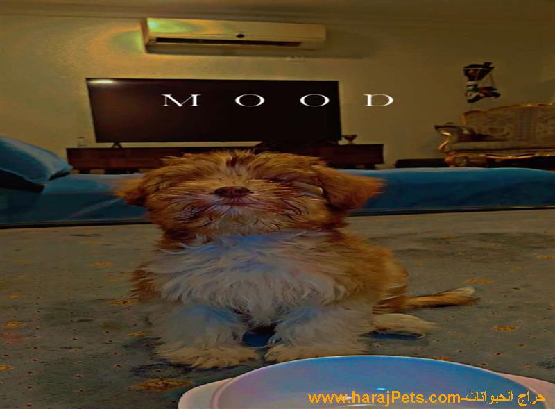 كلب هافانيز للبيع