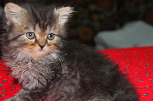 للبيع بجده قطط شيرازيات اناث وذكور