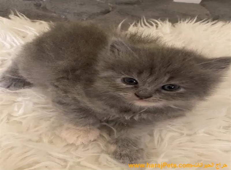 قطط للبيع
