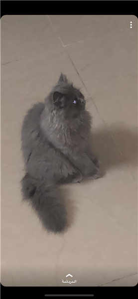 قطط شيرازيه للبيع