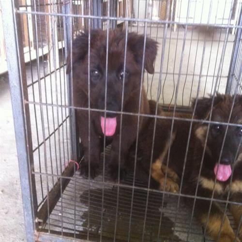 جراوي جيرمن وولف