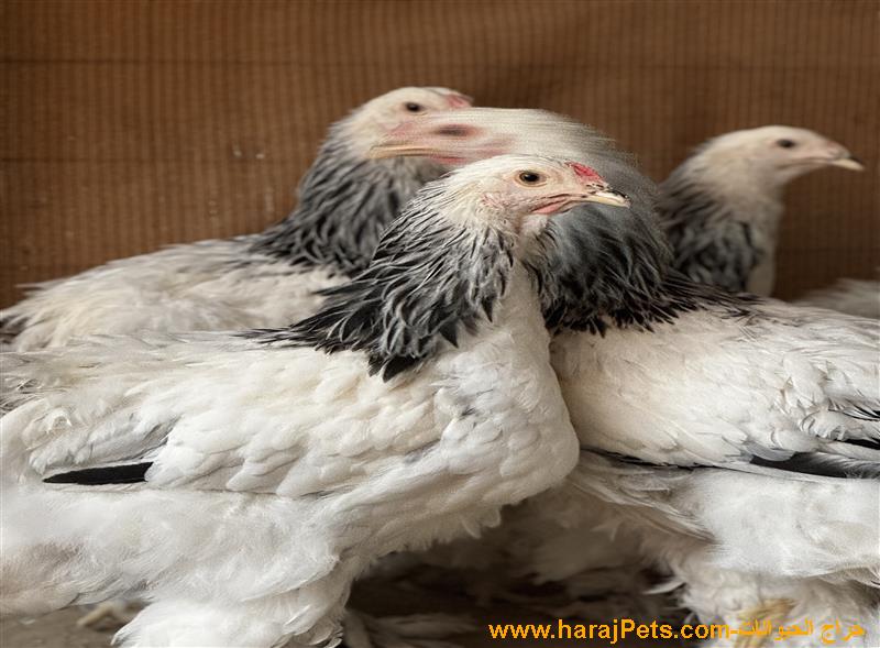 دجاج براهما كولومبي أمهات خوارج للبيع