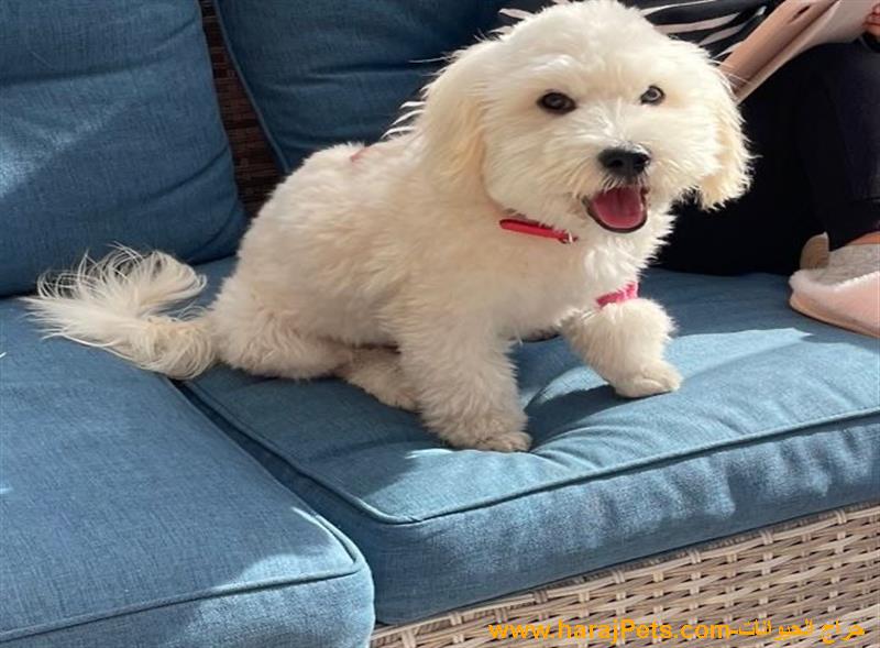 كلب مالتيز نظيف