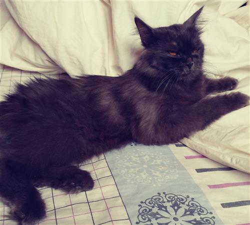 قطة شيرازية سموكي رائعة