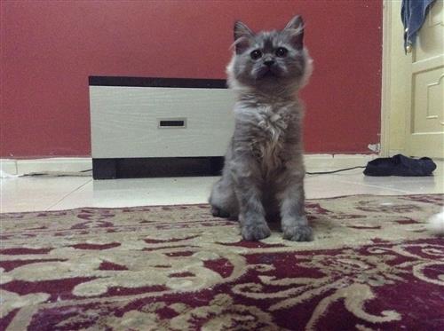 2 كيتيز مون فيس - جدة