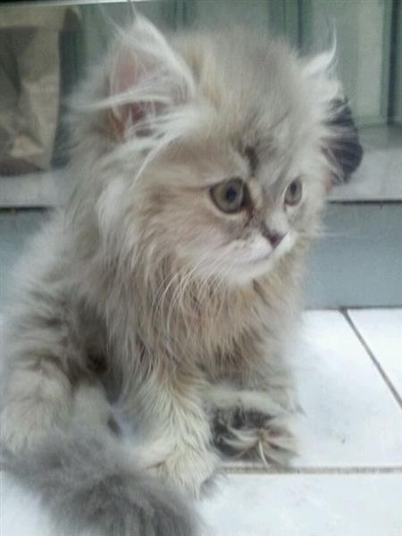 قطة شيرازي بيور ... جداً جميلة للبيع