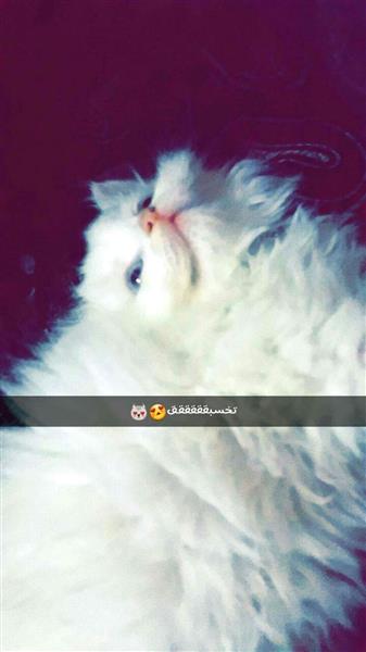 قطة انثى شيرازية عمر شهرين واسبوع للبيع