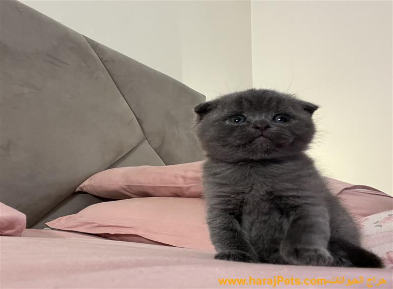 كيتن سكوتش فولد للبيع
