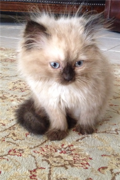 كيتين شيرزاي صغيره لعوبه