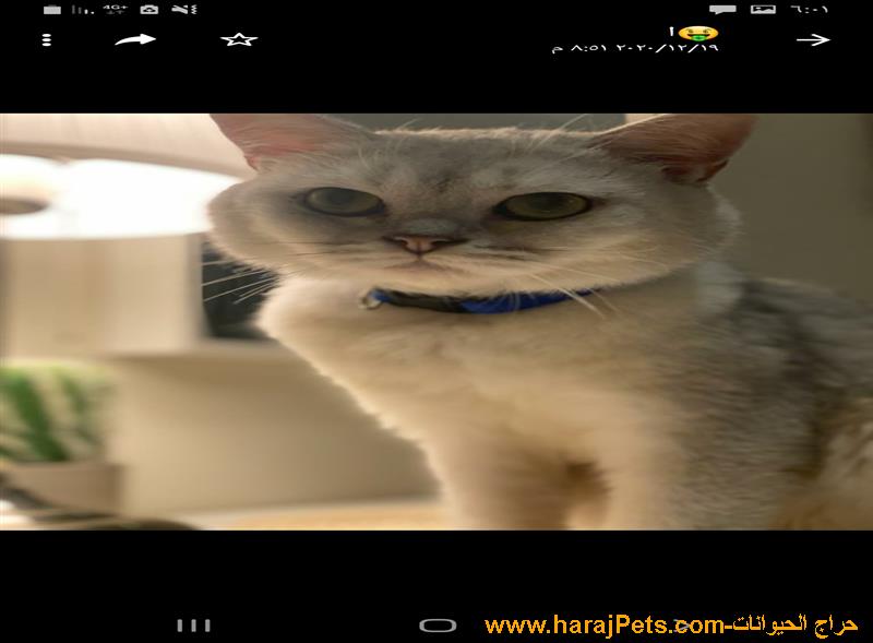قط للبيع