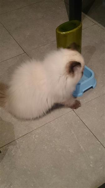 ذكر هملايا سيل شوكليت للبيع