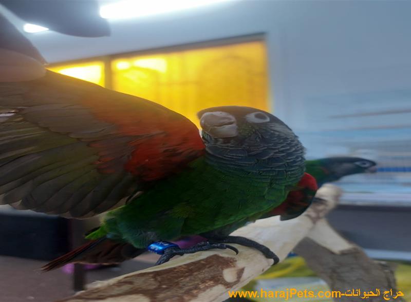 مكة المكرمة حي العتيبية