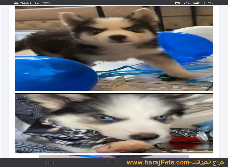 كلب هاسكي مالموت بيور