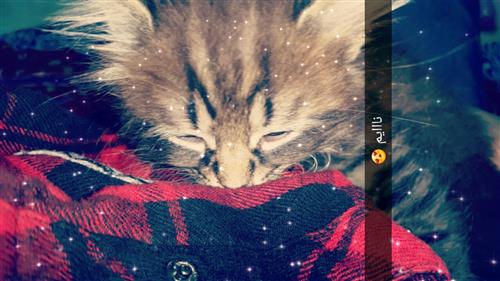 قط شيرازي للبيع