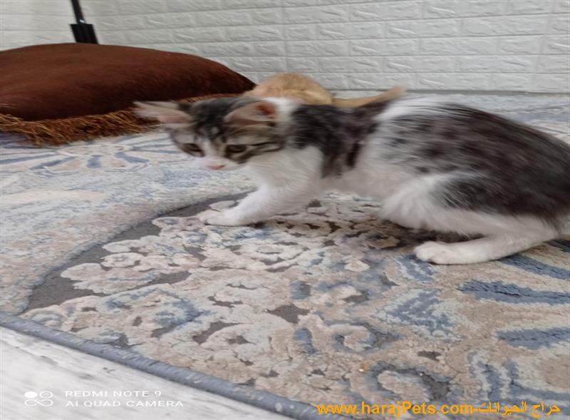 قطط للبيع