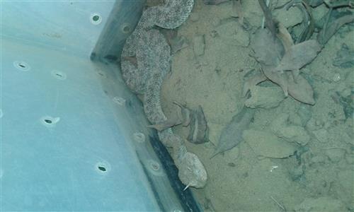 للبيع أفعى أم قرون سامة جدآ وثعبان المقرقم